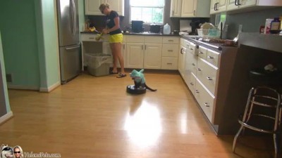 Акула на кухне