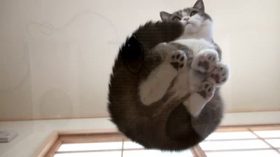 Watching Maru&Hana from the bottom.-