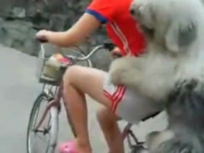 Собачка катается