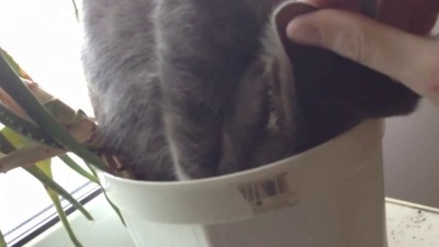 Мохнатое алоэ