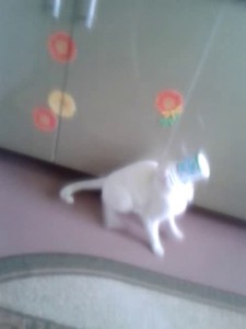 Коте и банка из под сметаны