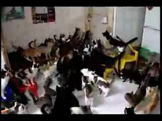 130 cats moshing