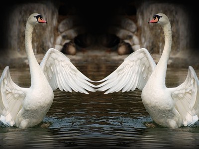 Белые лебеди. Если нужна тебе....