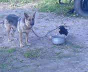 Ворон и собака