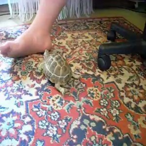 Злая черепашка