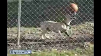 Собака-баскетболист