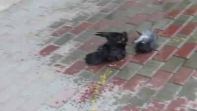 Купание голубей