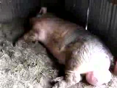 хряк с яйцаме