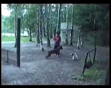 Фокстерьер против добермана