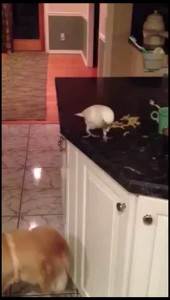 Попугай кормит собаку