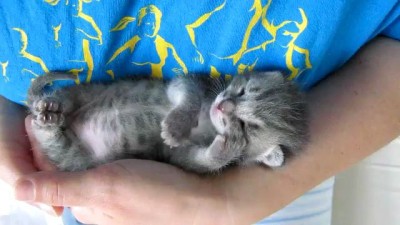 Our 3 weeks old kitten sleeping and purring at the same time.