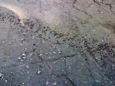 миграция муравьев