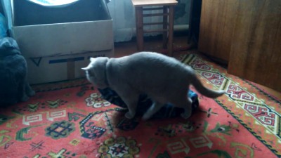 Каждый кот развлекается по-своему