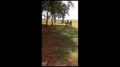 Баран вырубил корову !