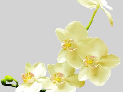 Орхидеи