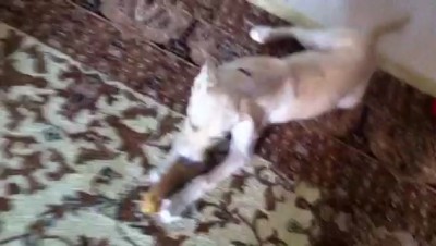 Первый день дома