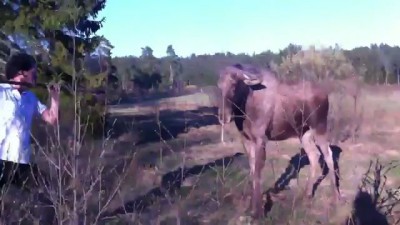 Агрессивный шведский лось