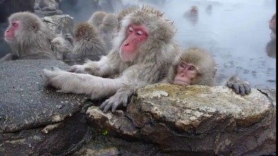 Японские макаки отдыхают