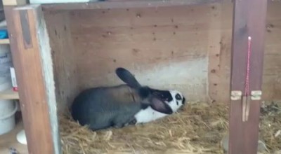 Быстрый кролик