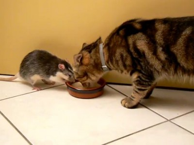 Том и Джерри в реальной жизни