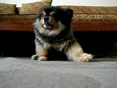 Сонный щенок