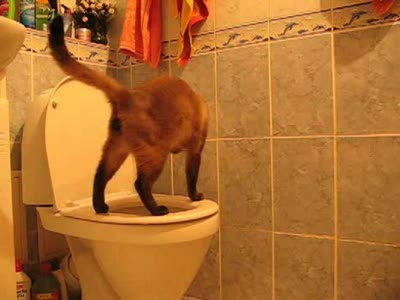 Кот чистит унитаз