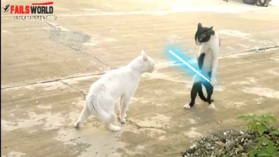 FAILS WORLD - Don't Mess With Jedi Cat aka Cobra Cat