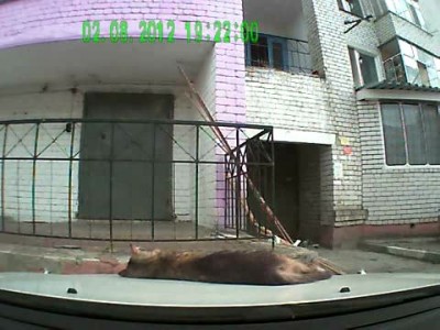 Уставший котэ