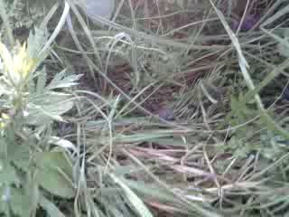 Мышонок спасен