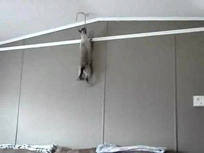 Спайдер-кот