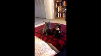 Котята качают под Лил Джона