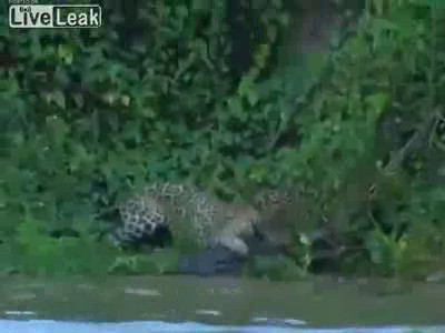 Jaguar vs Alligator