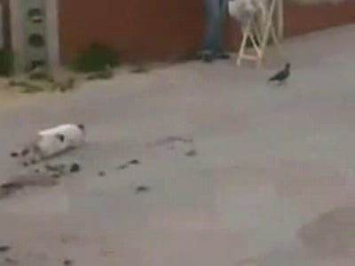 Кот-Неудачник