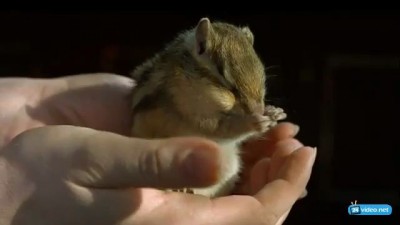 Хомячек замедленная съемка 