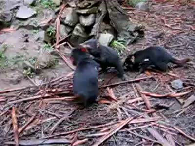 Тасманский дявол