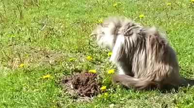 Как кот крота унизил!