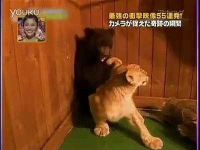 Пугливый мишка