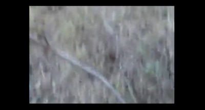 Охота на кабана с подхода ...