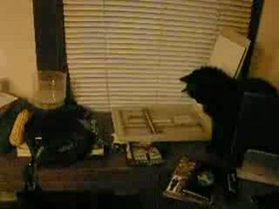 Кот и сканер