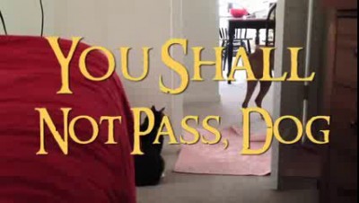 Кошки vs Цобакены