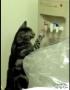 Cat Figures Out Water Cooler