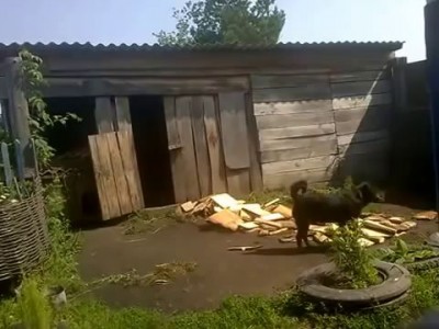 прикольно собачка к зиме готовится !!!