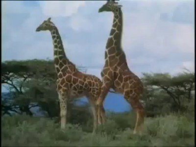 дикие животные, занимаются сексом