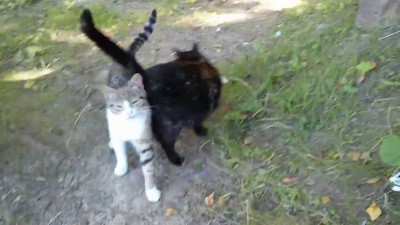 Коты просят кушать