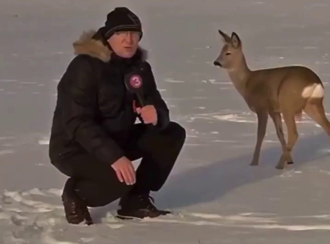 Эстонец и олень