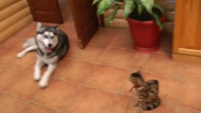 Хаски знакомится с кошечкой