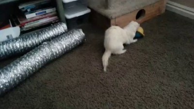 тусовка хорьков