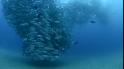 Рыбное торнадо