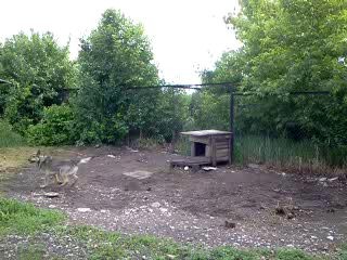 "Летающий" пёс