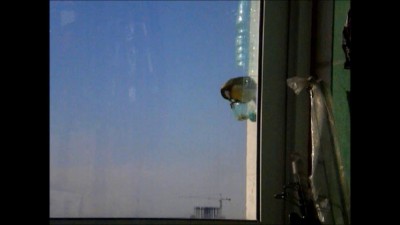 Синичка в комушке